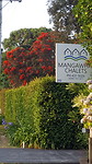 Pohutukawa (laatbloeier)