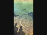 Manta's