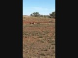 Emoes in Flinder Ranges
