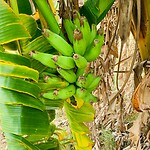 Bananen boom in volle rijkdom