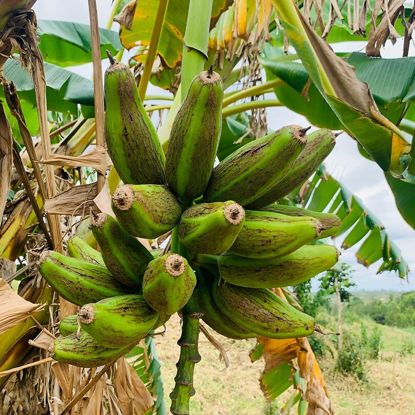 Papaya bomen