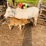 De kraal, waar ook koeien van anderen staan.