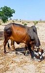 Zwangere koe Irene