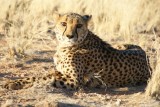Cheetah