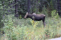 Moose