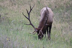 Elk