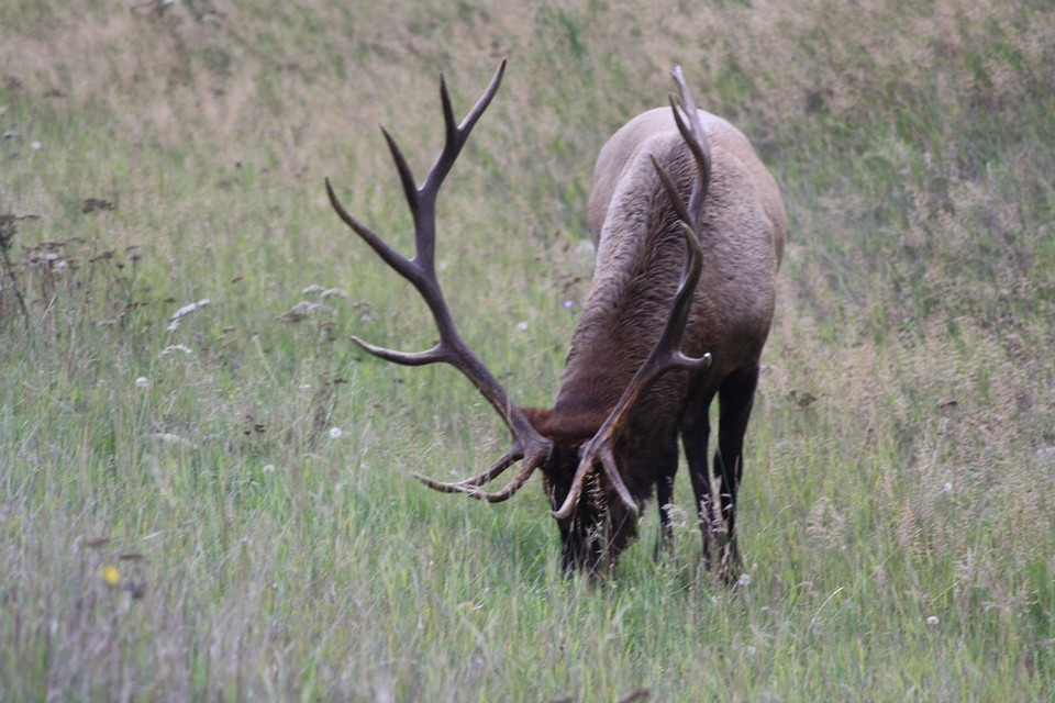 Elk