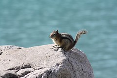 Chipmunk