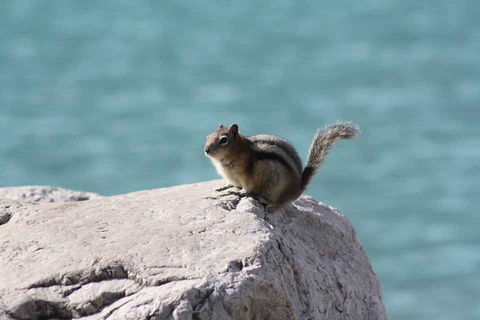 Chipmunk