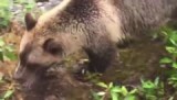 Grizzly Tour Sonora