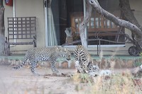 IMG_0868