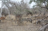 IMG_0533