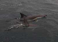Flipper