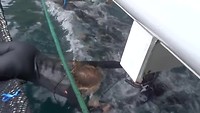 Zwemmen met wilde dolfijnen 2