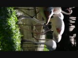 dance birdy dance