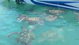 Schildpadden!!!