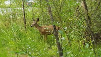Zomaar opeens een hert in het bos