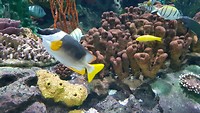 Ripleys Aquarium in Toronto
