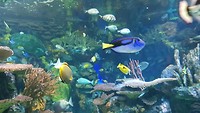 Ripleys aquarium in Toronto