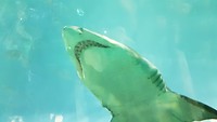 Ripleys aquarium in Toronto