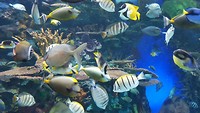 Ripleys aquarium in Toronto