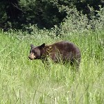 Bruine beer in het wild