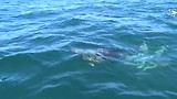 dusky dolphins