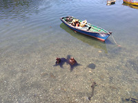 Sealions harbour Puerto Montt