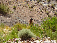 Humahuaca - Inca cuava (34)