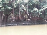 Tam Coc - Ninh Binh