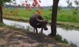 Fietstocht Ninh Binh