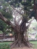 Temple of Literature