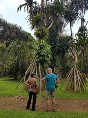 Botanische tuin Bogor