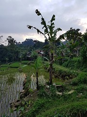 Salak Homestay