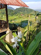 Salak Homestay