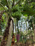 Bananenboom
