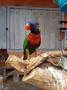 Vogeltjes markt