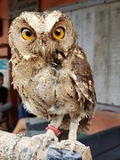 Vogeltjes markt