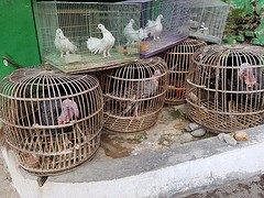 Vogeltjes markt