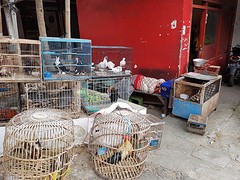 Vogeltjes markt