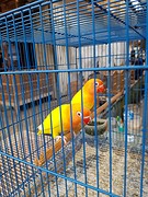 Vogeltjes markt