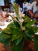 Melati bloem