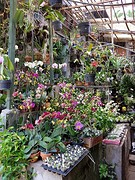 Pasar Bunga, de bloemenmarkt
