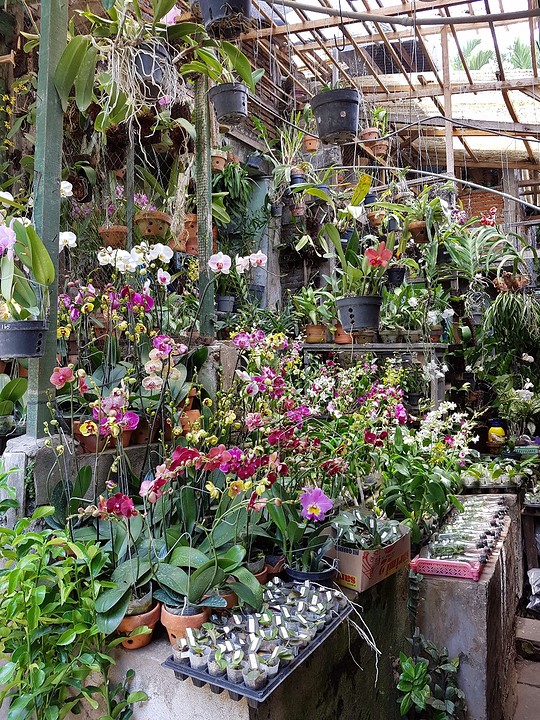 Pasar Bunga, de bloemenmarkt
