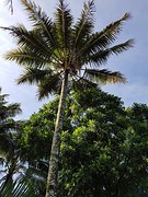 Kokospalm.
