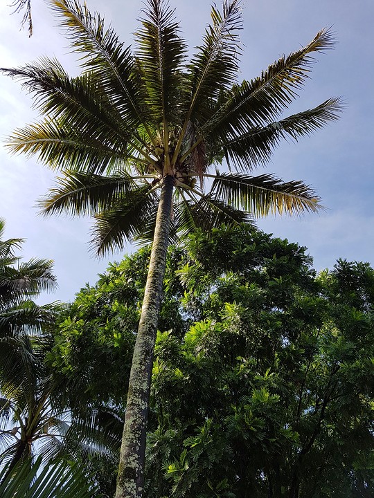 Kokospalm.