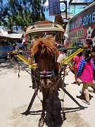 Alles wordt hier vervoerd met paard en wagen.