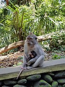 Monkey Forest Ubud