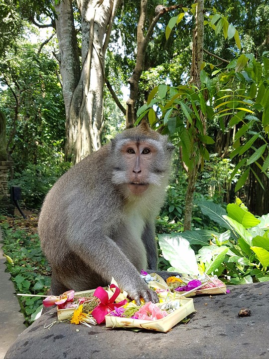 Monkey Forest Ubud