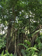 Monkey Forest Ubud